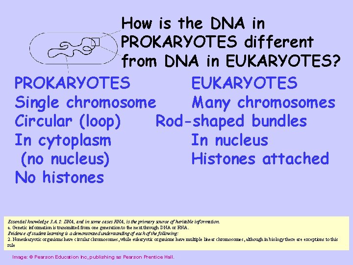 How is the DNA in PROKARYOTES different from DNA in EUKARYOTES? PROKARYOTES EUKARYOTES Single