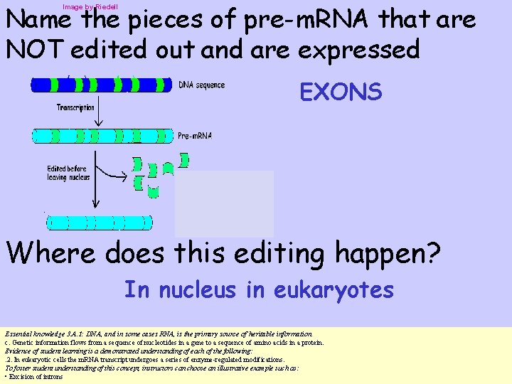 Name the pieces of pre-m. RNA that are NOT edited out and are expressed