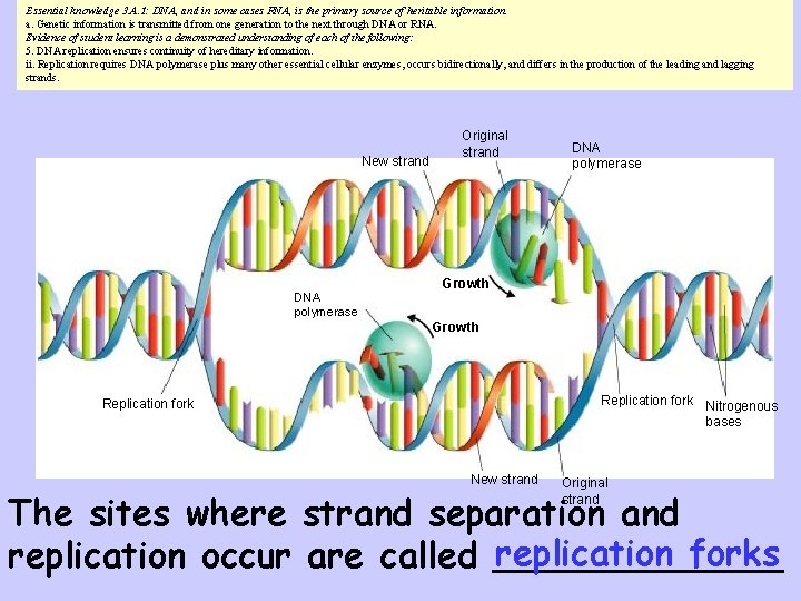 Essential knowledge 3. A. 1: DNA, and in some cases RNA, is the primary