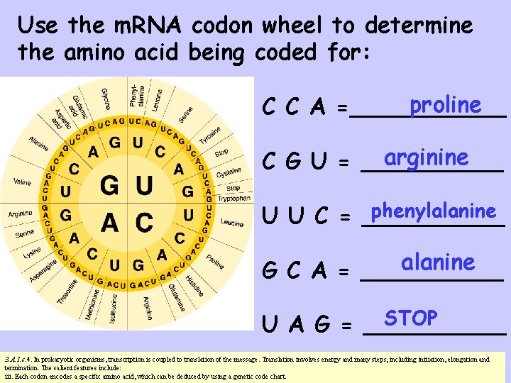 Use the m. RNA codon wheel to determine the amino acid being coded for: