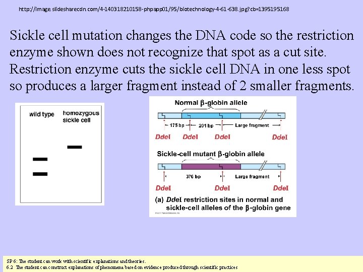 http: //image. slidesharecdn. com/4 -140318210158 -phpapp 01/95/biotechnology-4 -61 -638. jpg? cb=1395195168 Sickle cell mutation