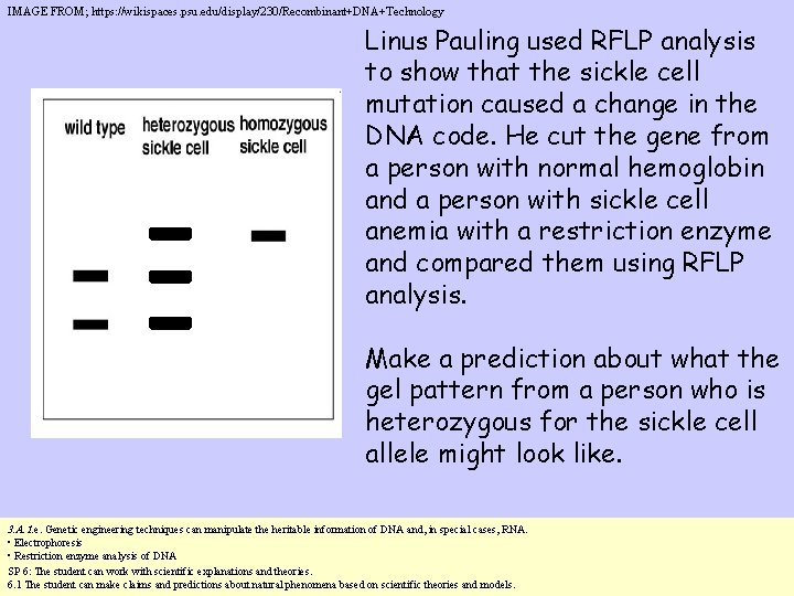 IMAGE FROM; https: //wikispaces. psu. edu/display/230/Recombinant+DNA+Technology Linus Pauling used RFLP analysis to show that