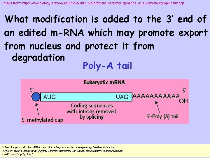 Image from: http: //www. biology. arizona. edu/molecular_bio/problem_sets/mol_genetics_of_eukaryotes/graphics/01 t. gif What modification is added to