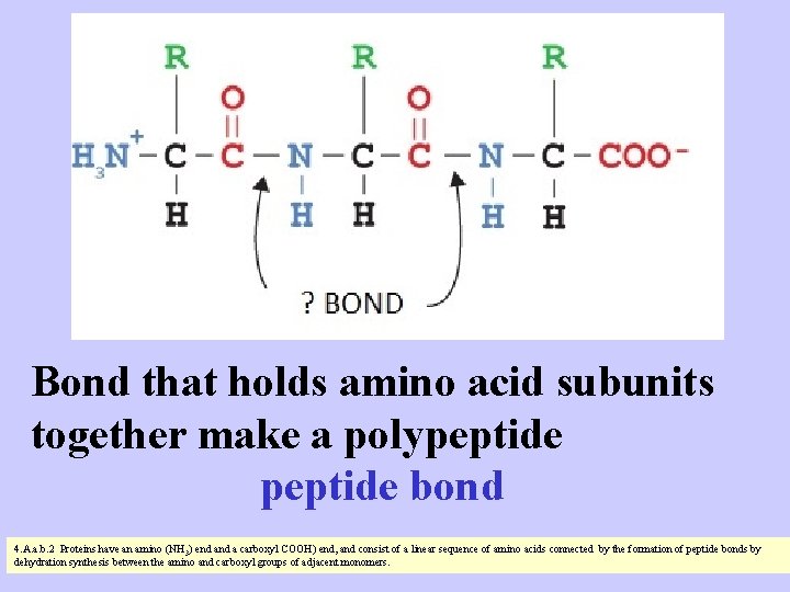 Bond that holds amino acid subunits together make a polypeptide bond 4. A. a.