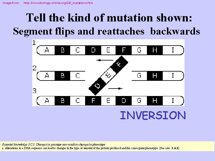 Image from: http: //www. biology-online. org/2/8_mutations. htm Tell the kind of mutation shown: Segment