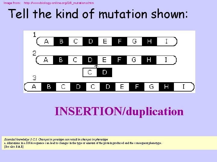 Image from: http: //www. biology-online. org/2/8_mutations. htm Tell the kind of mutation shown: INSERTION/duplication