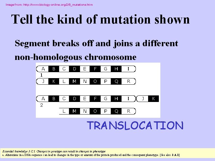 Image from: http: //www. biology-online. org/2/8_mutations. htm Tell the kind of mutation shown Segment