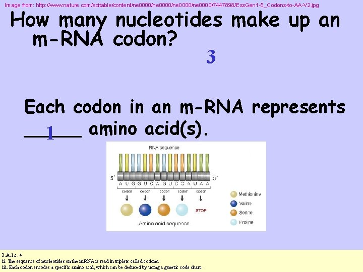 Image from: http: //www. nature. com/scitable/content/ne 0000/ne 0000/7447898/Ess. Gen 1 -5_Codons-to-AA-V 2. jpg How