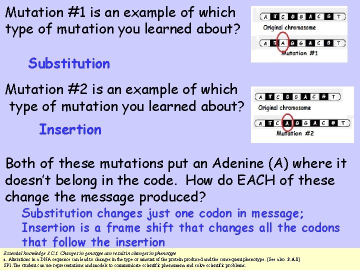 Mutation #1 is an example of which type of mutation you learned about? Substitution