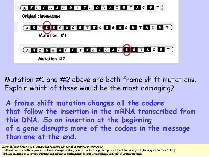 Mutation #1 and #2 above are both frame shift mutations. Explain which of these