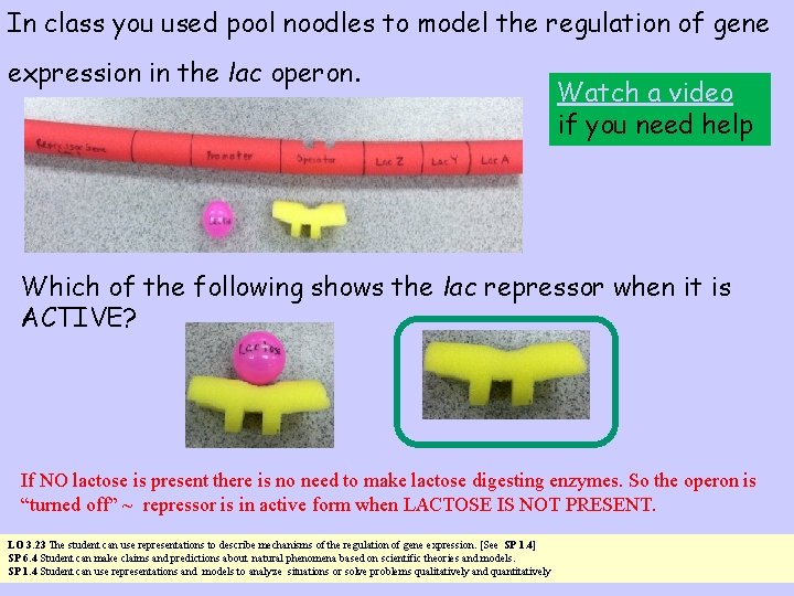 In class you used pool noodles to model the regulation of gene expression in