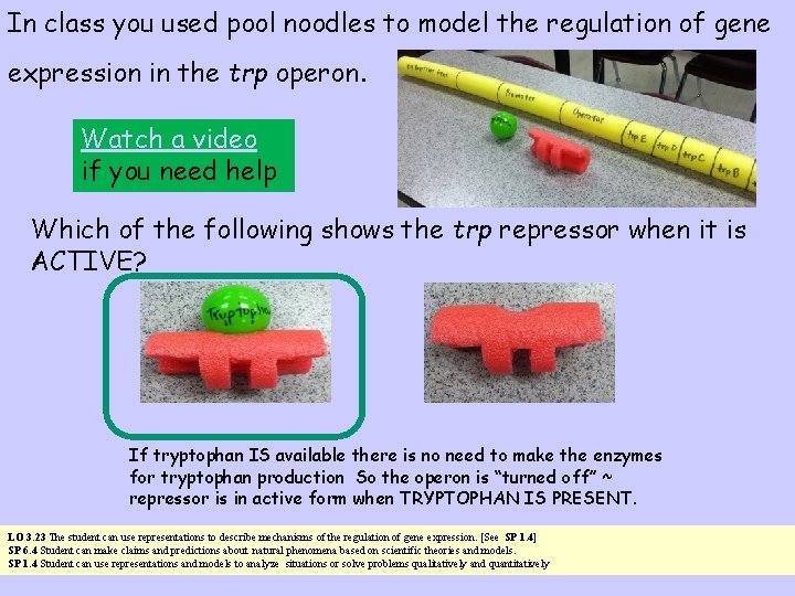 In class you used pool noodles to model the regulation of gene expression in