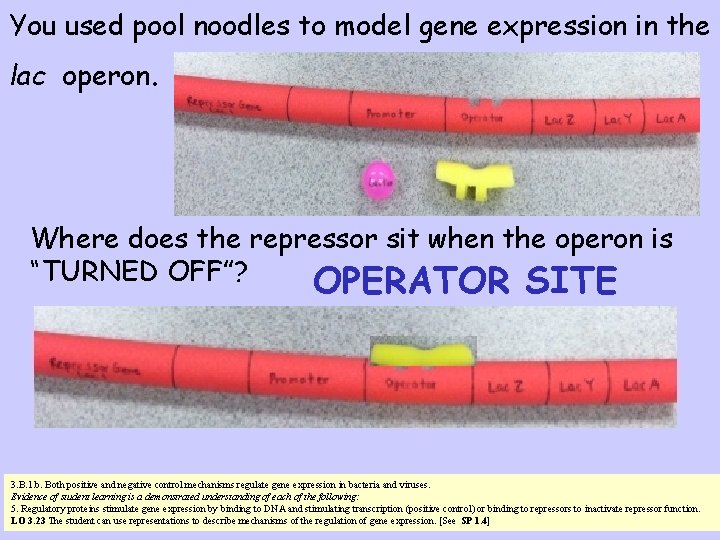 You used pool noodles to model gene expression in the lac operon. Where does