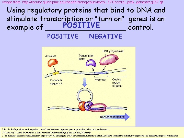 Image from: http: //faculty. quinnipiac. edu/health/biology/buckley/bi_571/control_prok_genes/img 057. gif Using regulatory proteins that bind to