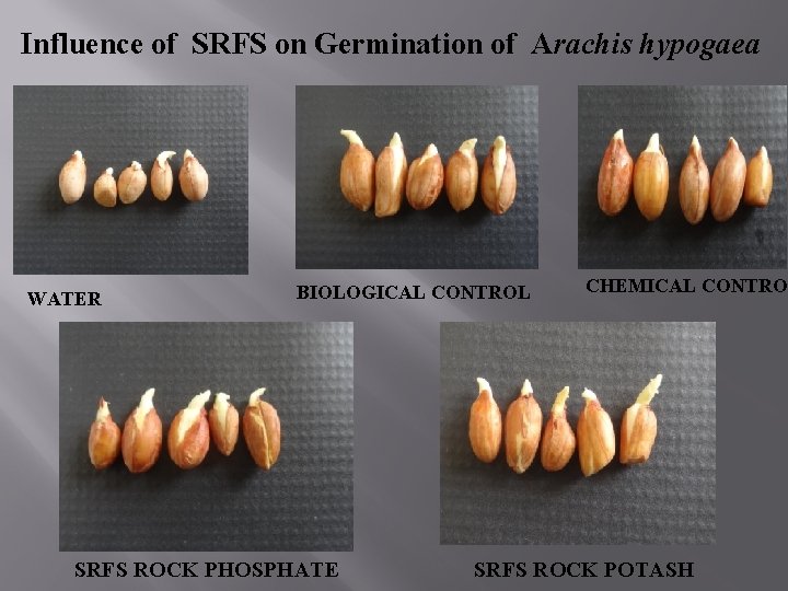 Influence of SRFS on Germination of Arachis hypogaea WATER BIOLOGICAL CONTROL SRFS ROCK PHOSPHATE