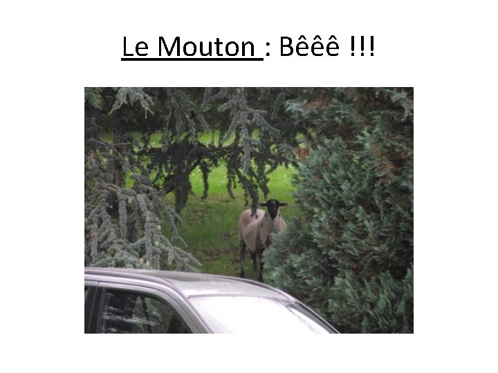 Le Mouton : Bêêê !!! 