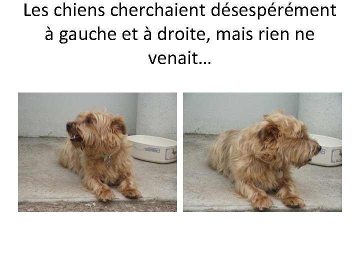 Les chiens cherchaient désespérément à gauche et à droite, mais rien ne venait… 