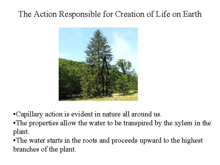 The Action Responsible for Creation of Life on Earth • Capillary action is evident