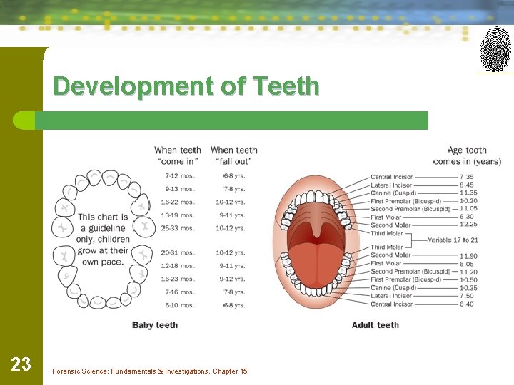 Development of Teeth 23 Forensic Science: Fundamentals & Investigations, Chapter 15 