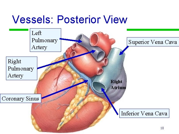 Vessels: Posterior View Left Pulmonary Artery Right Pulmonary Artery Superior Vena Cava Right Atrium