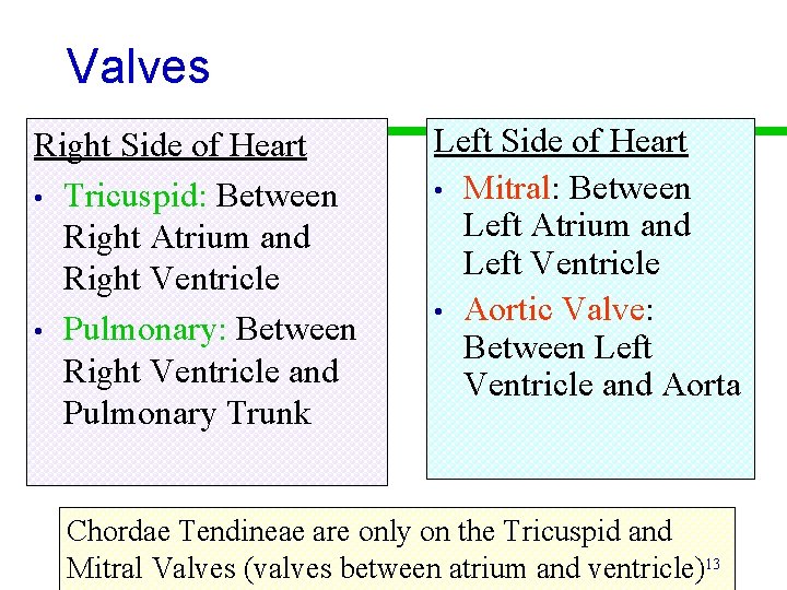 Valves Right Side of Heart • Tricuspid: Between Right Atrium and Right Ventricle •