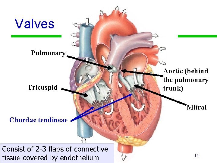 Valves Pulmonary Tricuspid Aortic (behind the pulmonary trunk) Mitral Chordae tendineae Consist of 2
