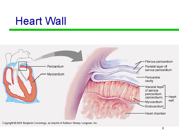 Heart Wall 6 