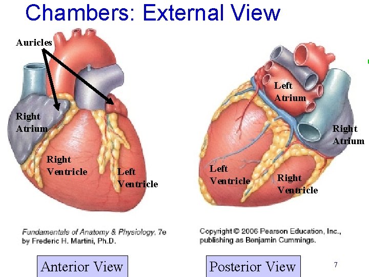 Chambers: External View Auricles Left Atrium Right Ventricle Right Atrium Left Ventricle Anterior View