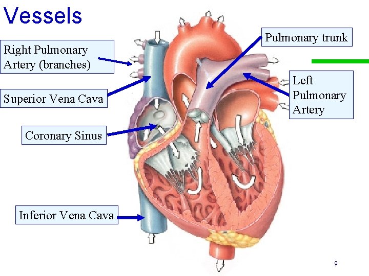 Vessels Right Pulmonary Artery (branches) Superior Vena Cava Pulmonary trunk Left Pulmonary Artery Coronary