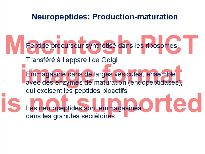 Neuropeptides: Production-maturation Peptide précurseur synthétisé dans les ribosomes Transféré à l’appareil de Golgi Emmagasiné