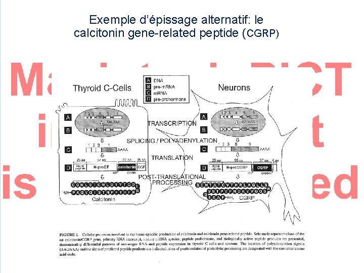 Exemple d’épissage alternatif: le calcitonin gene-related peptide (CGRP) 
