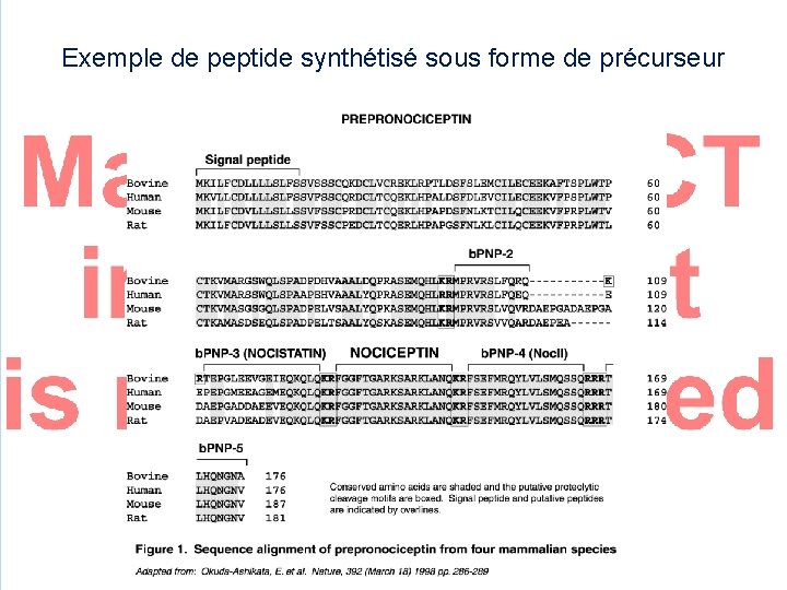 Exemple de peptide synthétisé sous forme de précurseur 
