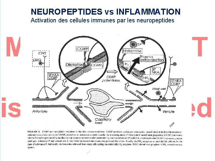 NEUROPEPTIDES vs INFLAMMATION Activation des cellules immunes par les neuropeptides 