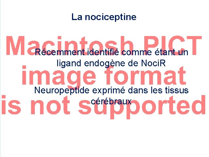 La nociceptine Récemment identifié comme étant un ligand endogène de Noci. R Neuropeptide exprimé