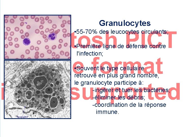 Granulocytes • 55 -70% des leucocytes circulants; • Première ligne de défense contre l'infection;