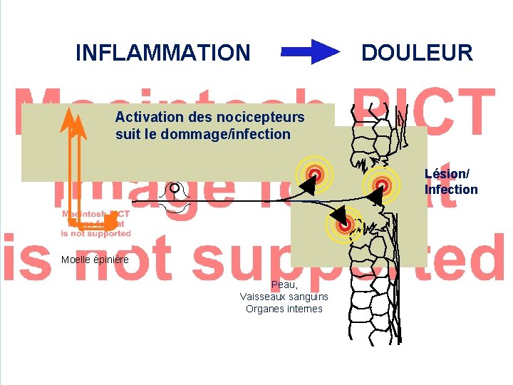 INFLAMMATION DOULEUR En périphérie, les terminaisons libres des nerfs Activation des nocicepteurs afférents transmettent