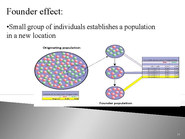 Founder effect: • Small group of individuals establishes a population in a new location