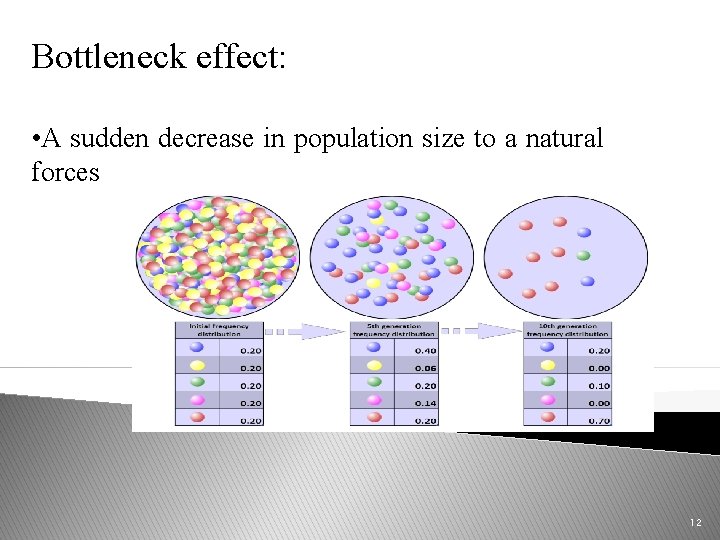 Bottleneck effect: • A sudden decrease in population size to a natural forces 12