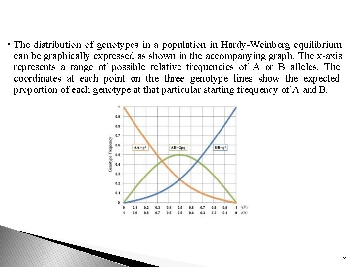  • The distribution of genotypes in a population in Hardy-Weinberg equilibrium can be