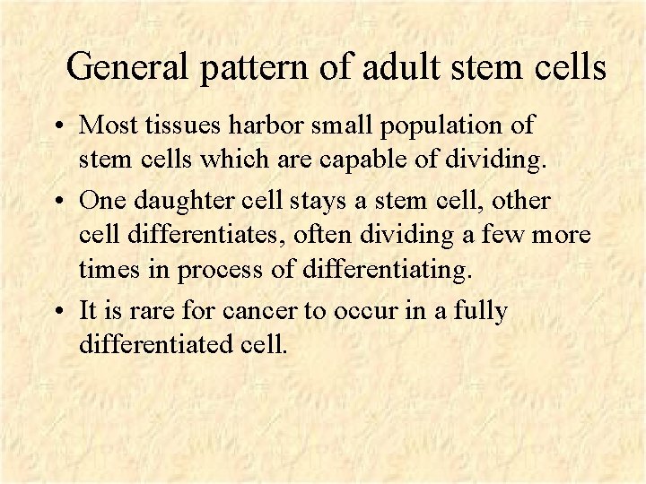 General pattern of adult stem cells • Most tissues harbor small population of stem