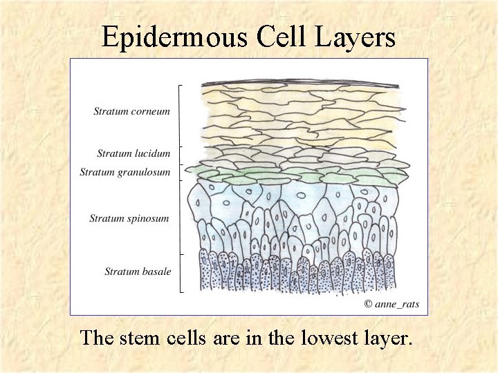 Epidermous Cell Layers The stem cells are in the lowest layer. 