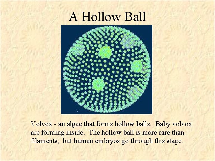 A Hollow Ball Volvox - an algae that forms hollow balls. Baby volvox are