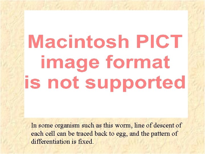 In some organism such as this worm, line of descent of each cell can