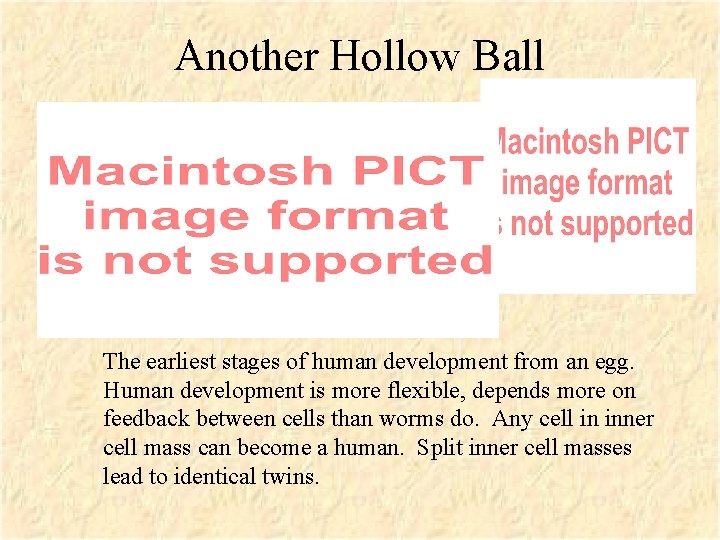 Another Hollow Ball The earliest stages of human development from an egg. Human development