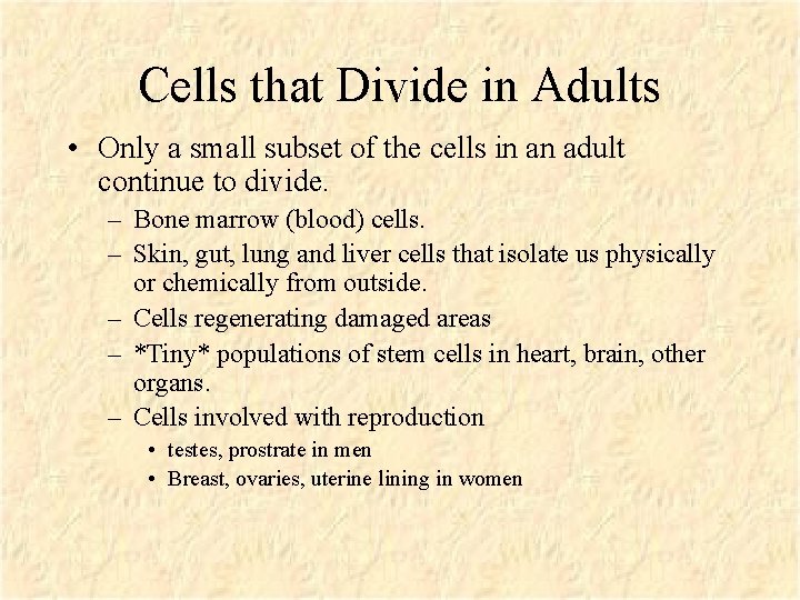 Cells that Divide in Adults • Only a small subset of the cells in