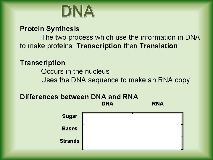 DNA Protein Synthesis The two process which use the information in DNA to make