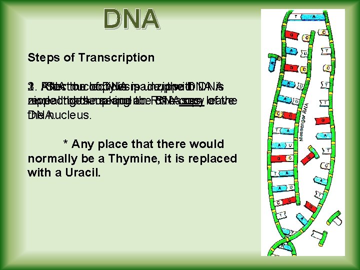 DNA Steps of Transcription 3. 2. 1. After RNA Section the nucleotides of copy