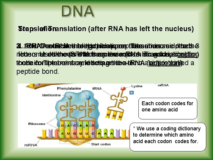 DNA Translation Steps of Translation (after RNA has left the nucleus) 2. 3. 1.