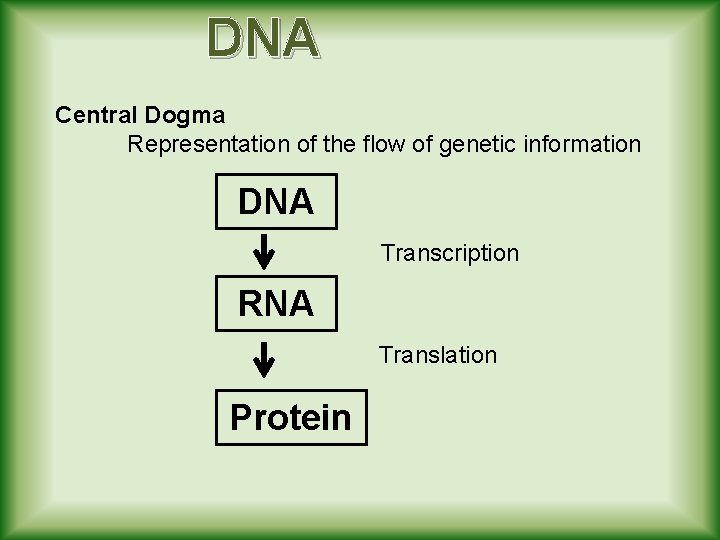 DNA Central Dogma Representation of the flow of genetic information DNA Transcription RNA Translation