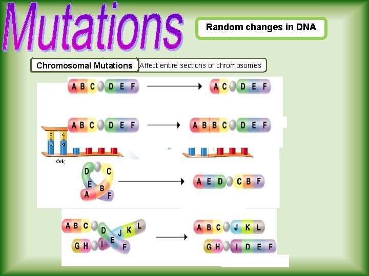 Random changes in DNA Mutation in. Affect the sequence entire sections of DNAof chromosomes